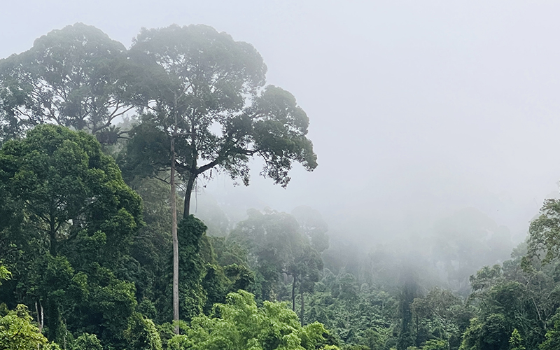 Danum Valley Sabah