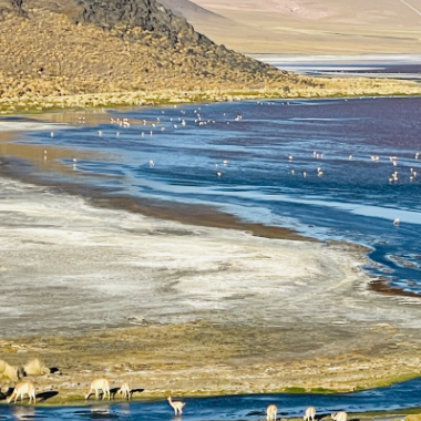Lagon Colorada Bolivia