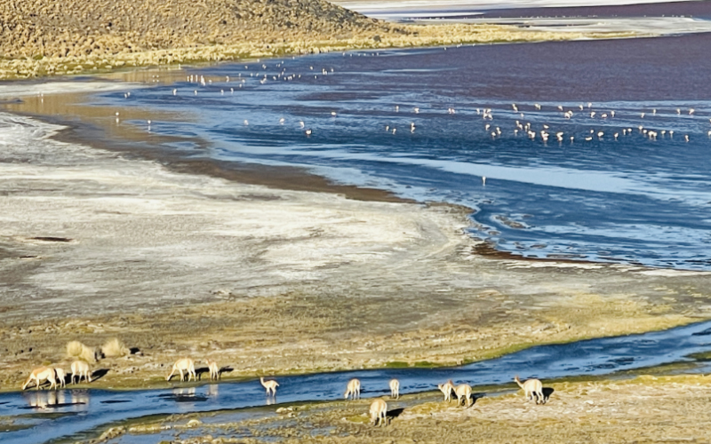 Surreal lanscape at Laguna Colorado Salat de Uyuni Bolivia