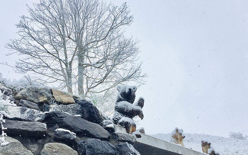 Bear covered by heavy snow at Grindelwald Switzerland