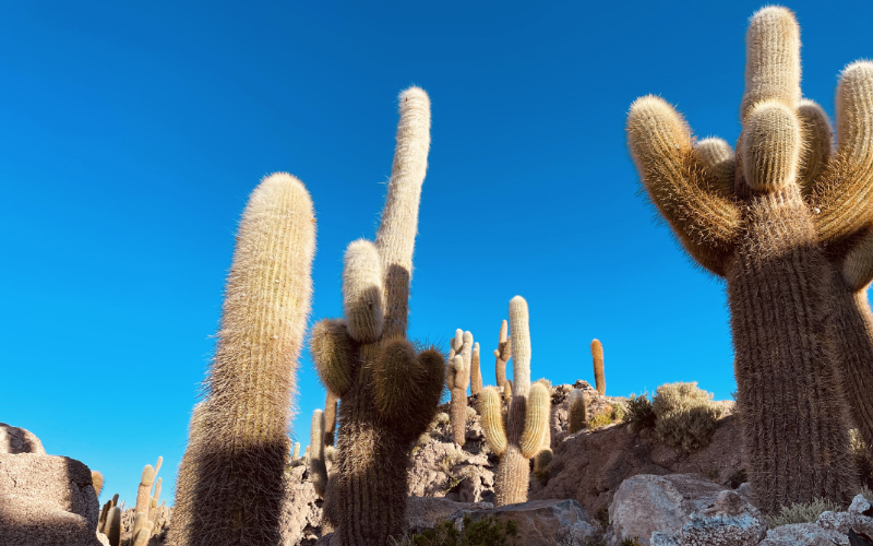 Giant cactus at Isla Incahuasi Salar de Uyuni Bolivia