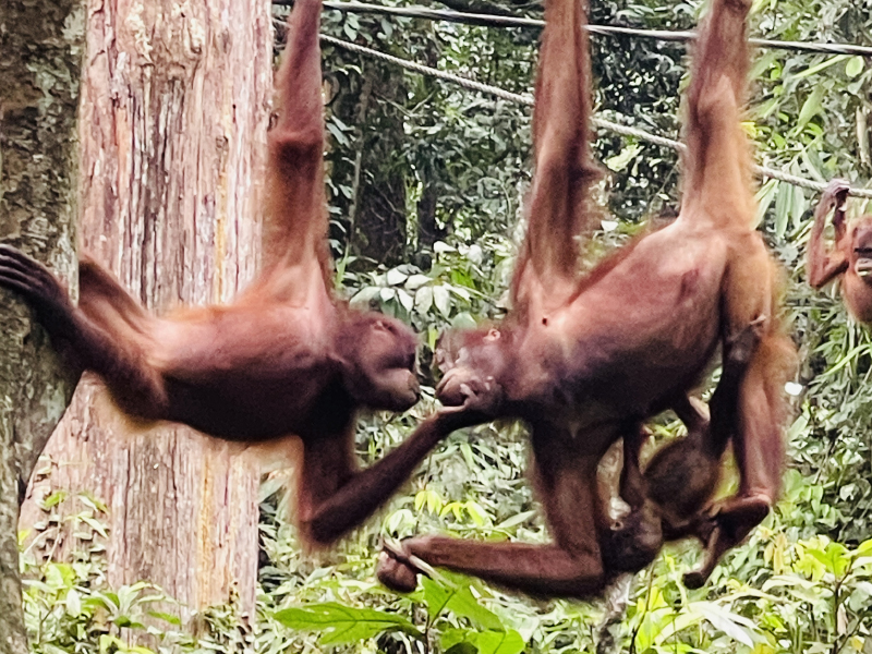 Orang Utan kissing at Sepilok Sabah