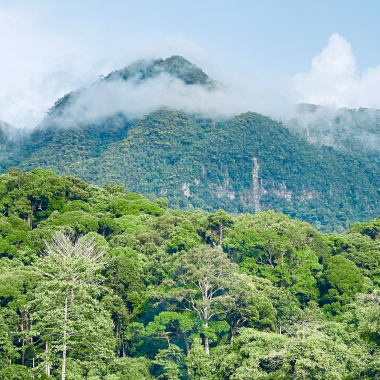 Malaysia Rainforest