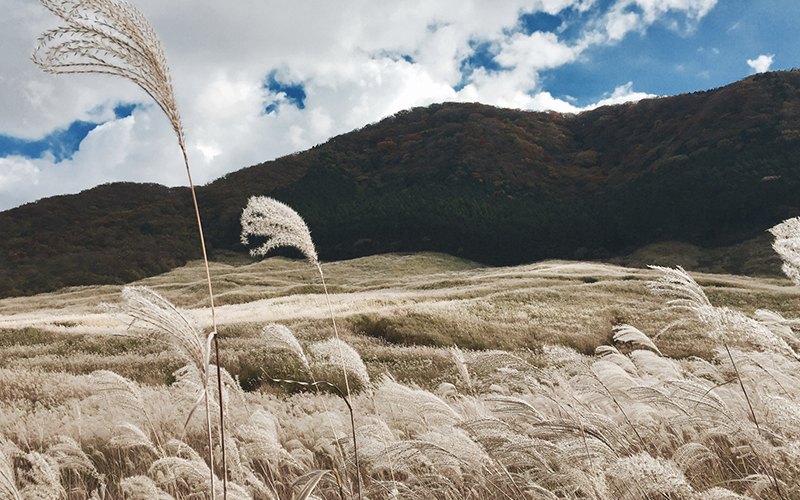 Sengokuhara Pampas Grass Field in Japan is amazing place to visit