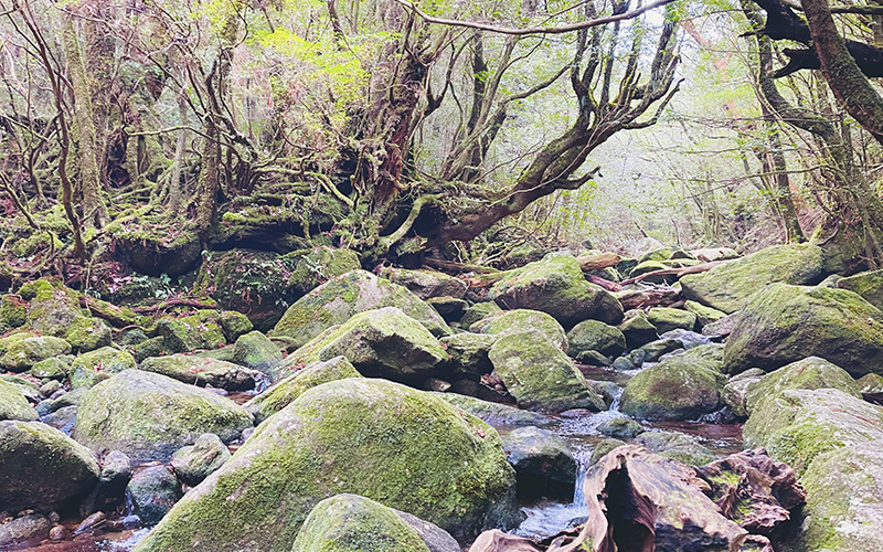 Moss and fern on rocks in Yakushima National Park