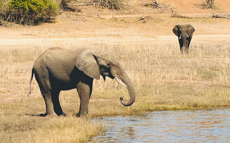 Elephants at Chobe NP Bostwana
