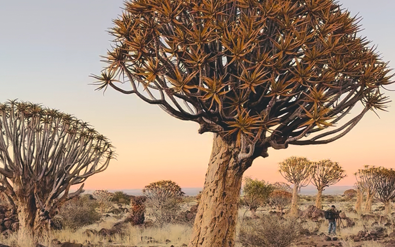 Quiver Tree Forest Namibia