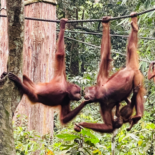Orangutan kissing at Sepilok