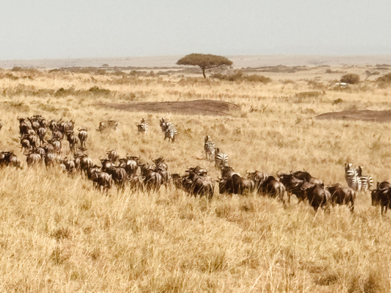 Great migration Africa