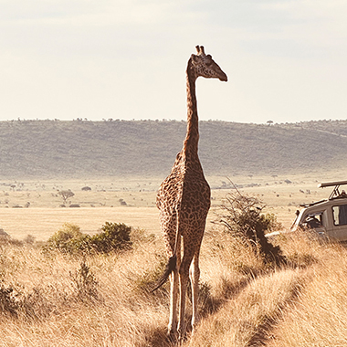 Giraffe in Maasai Mara Kenya